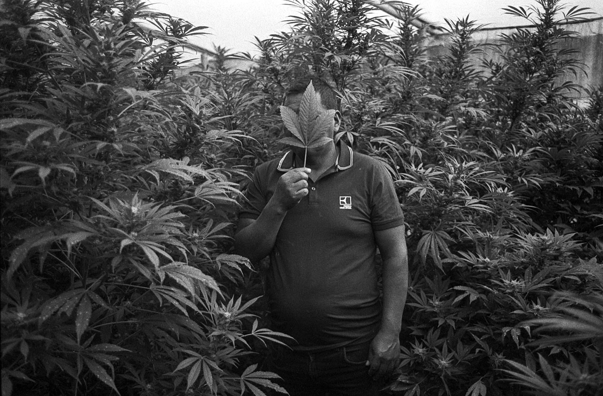 Cómo saber si la marihuana es buena – I Wanna Grow