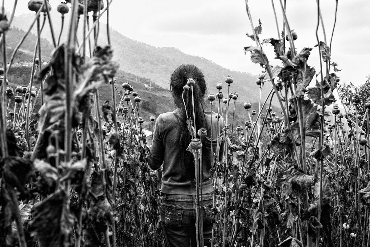 La vida cotidiana de los cultivadores de Amapola
