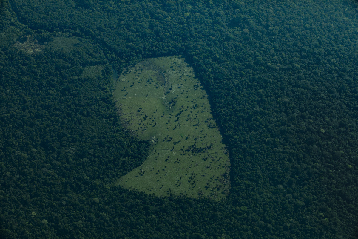 Fotografía en la Amazonía: el sonido de un árbol al caer