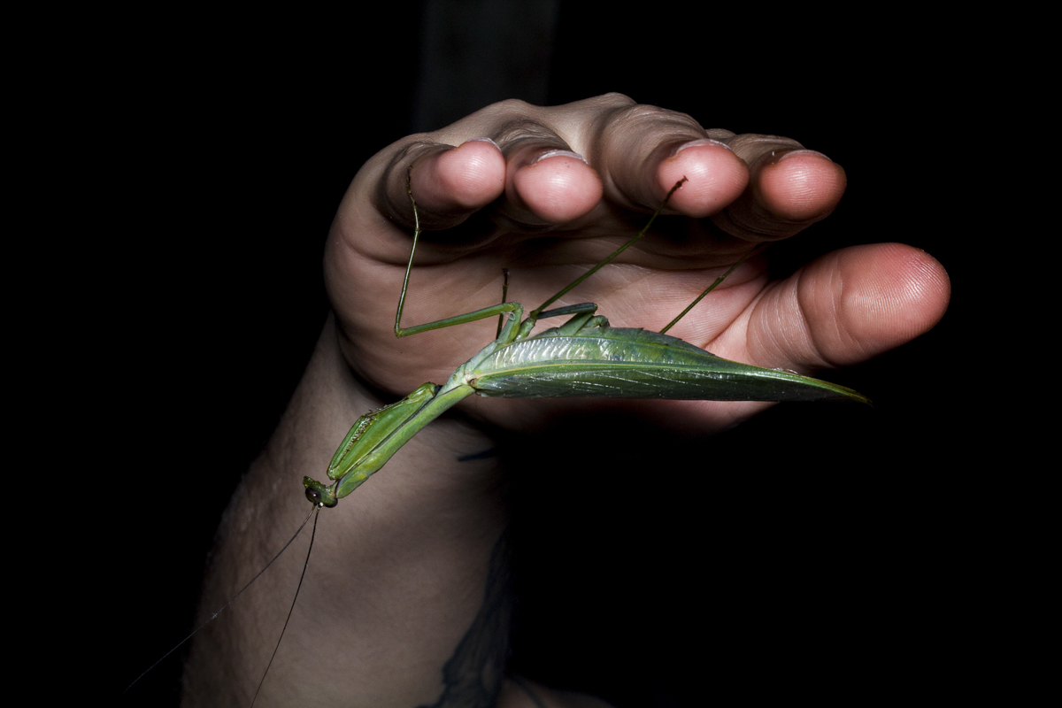 Atravesar Amazonía de la mano de un insecto