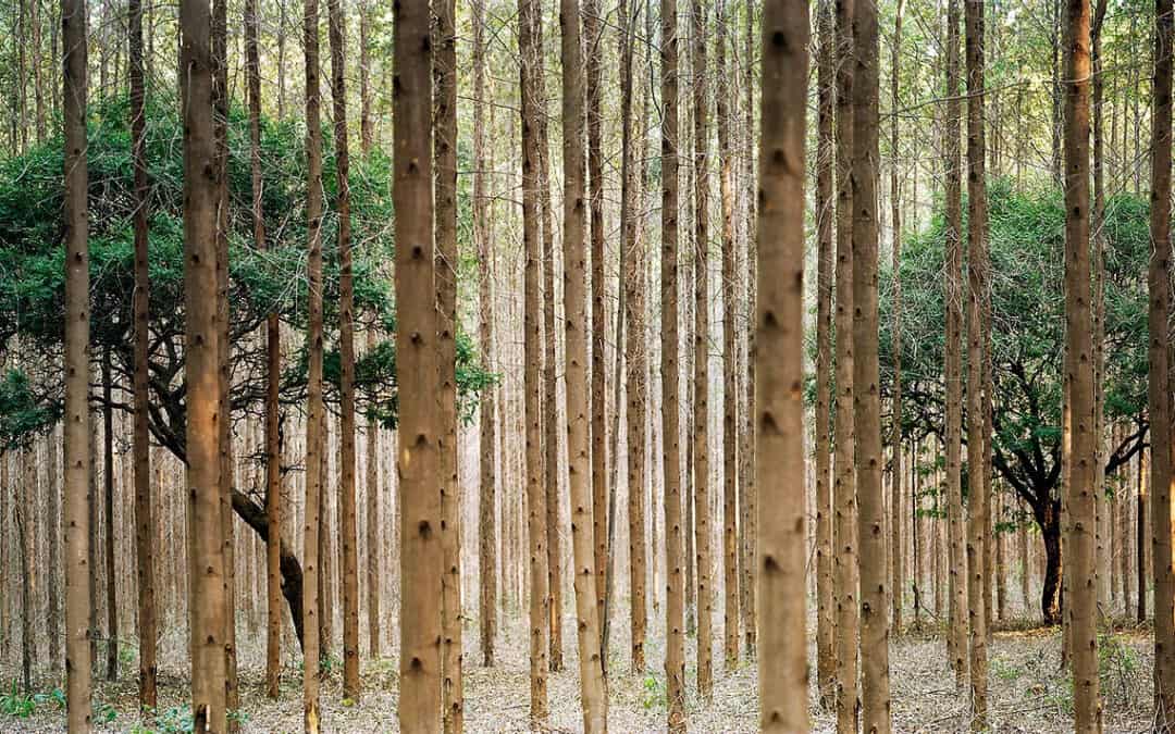 El largo momento decisivo en el que un mundo es condenado a muerte