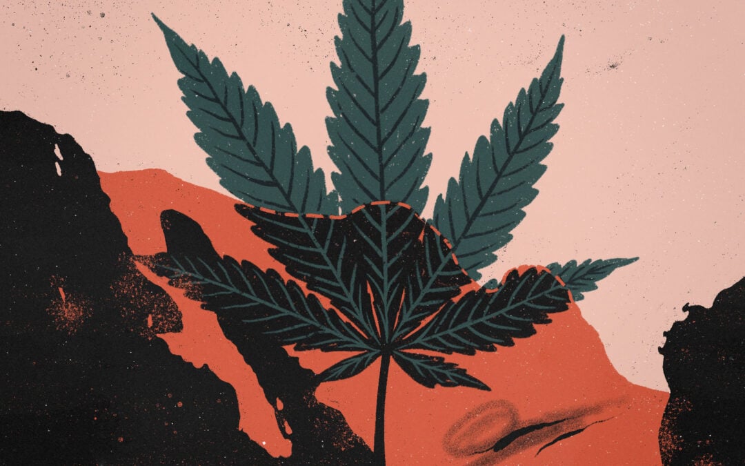 Cannabis al sur y al norte de la frontera: un mercado en Estados Unidos y una guerra en Colombia