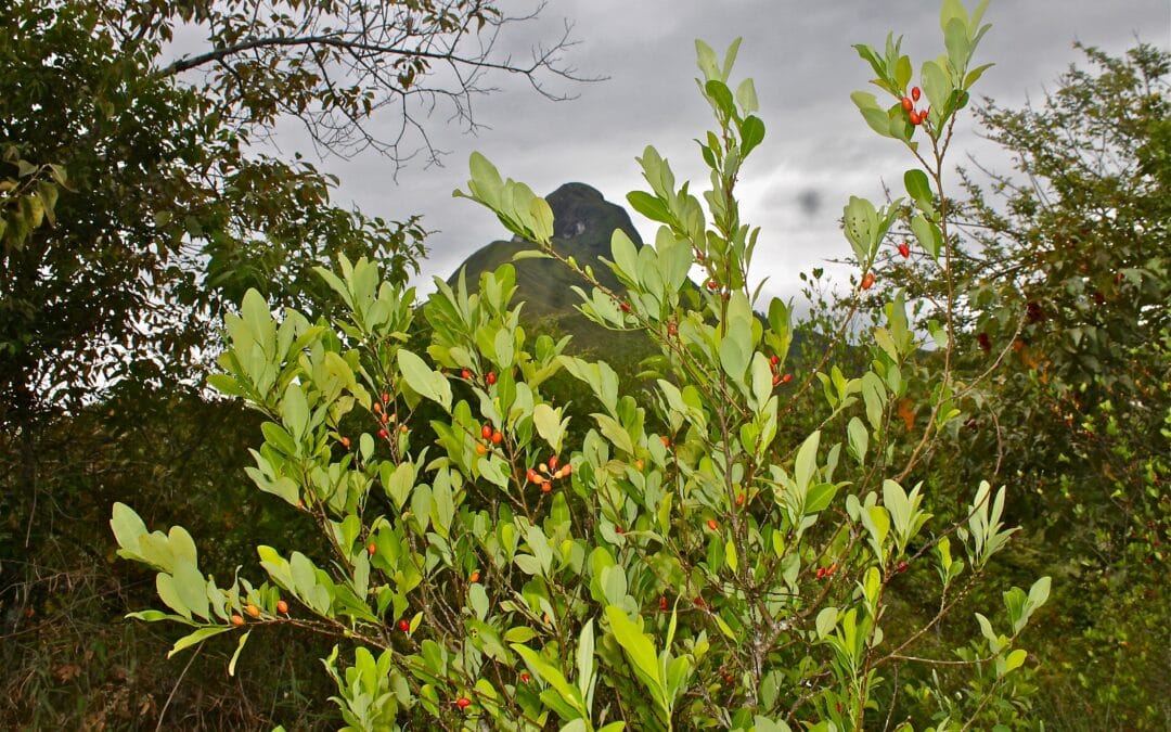 Campesinos mambeadores: la reivindicación del consumo tradicional de hoja de coca