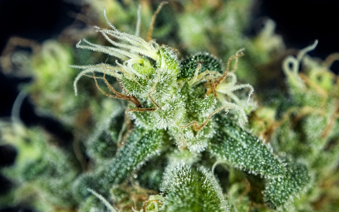 Cultiva y consume tu propio cannabis sin romper la ley