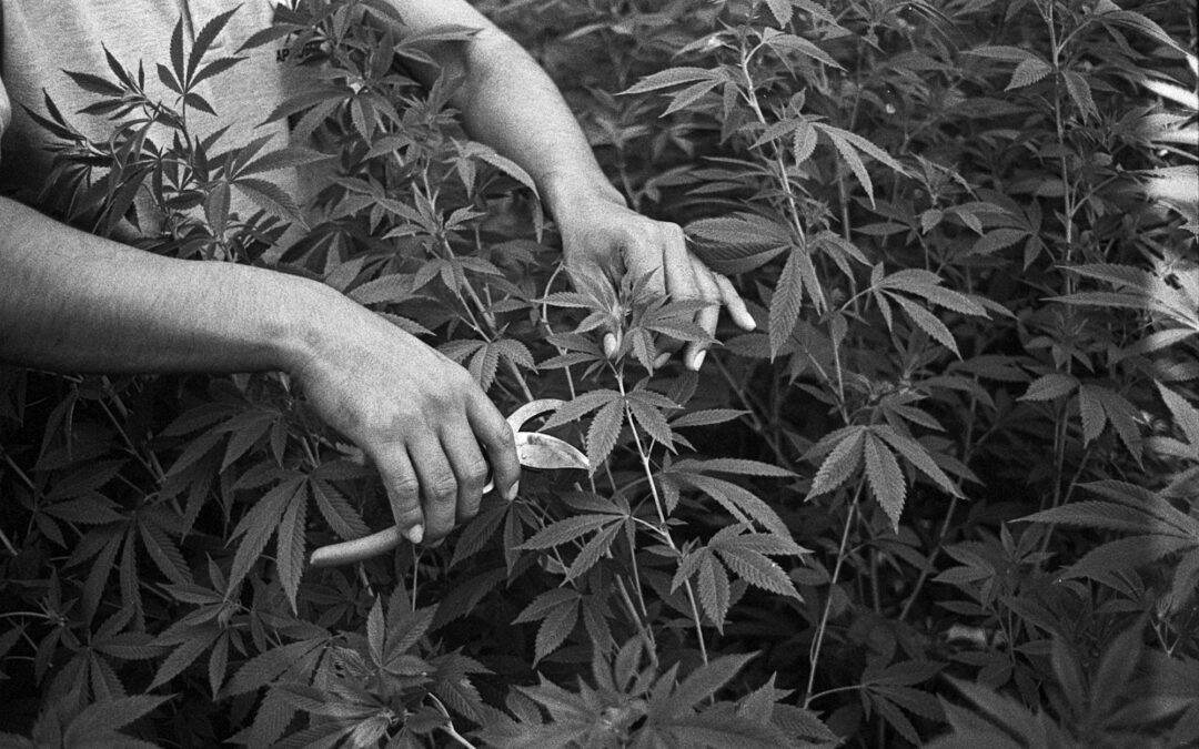 Las manos que cultivan esa planta prohibida