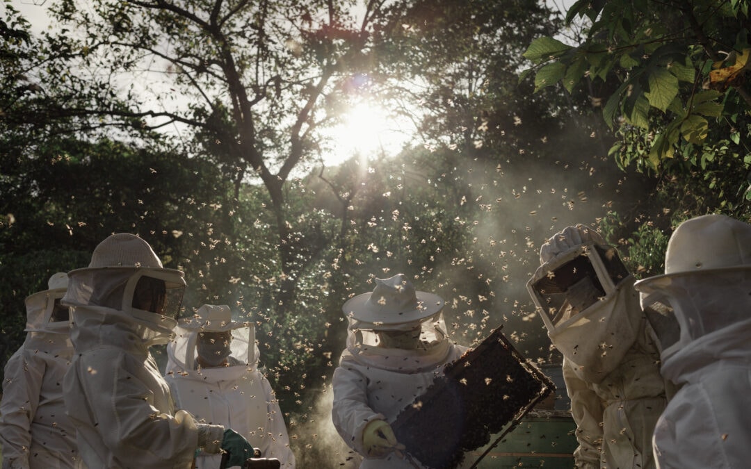 Guardianas de las abejas