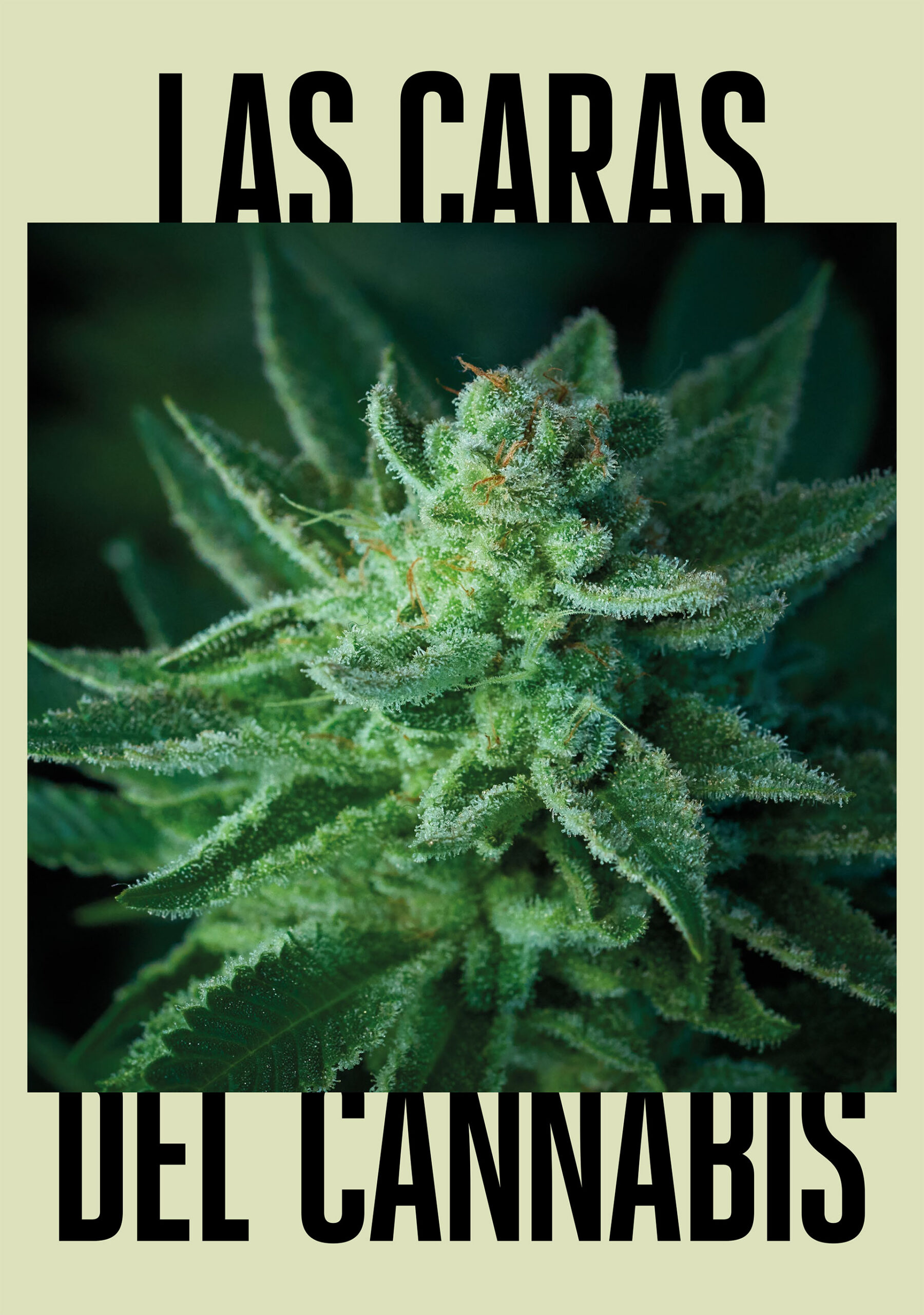 CarasCannabis_Web_01_Mobile