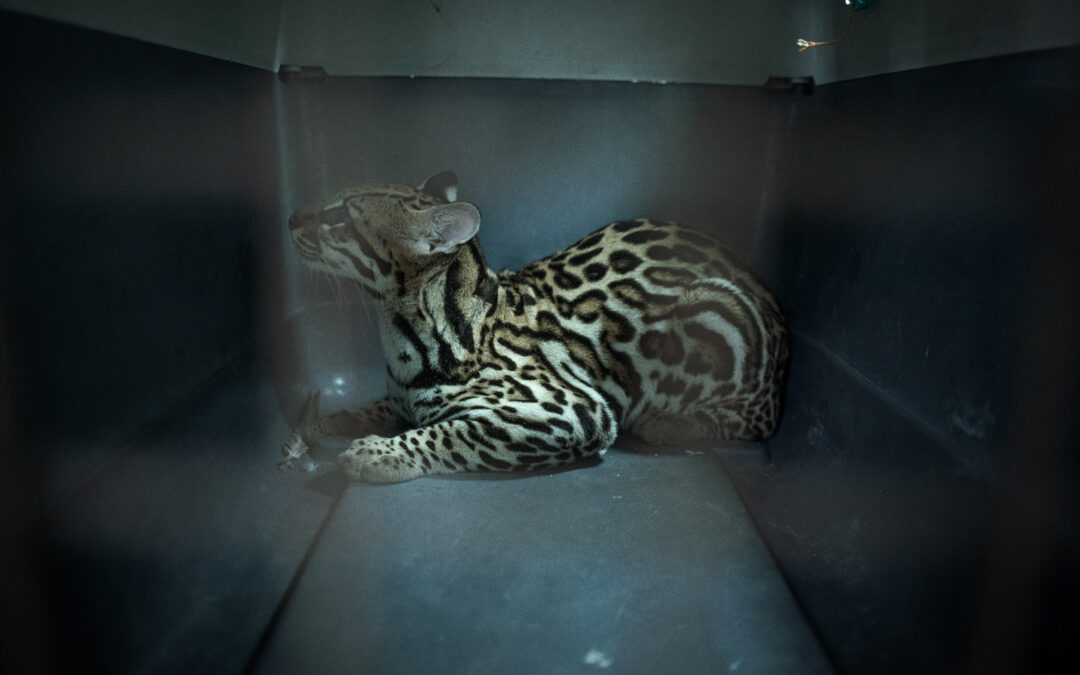 The Animal Human Project: Imágenes para repensar la frontera entre especies
