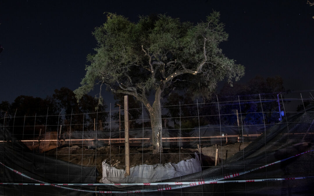 Abrazar a un árbol