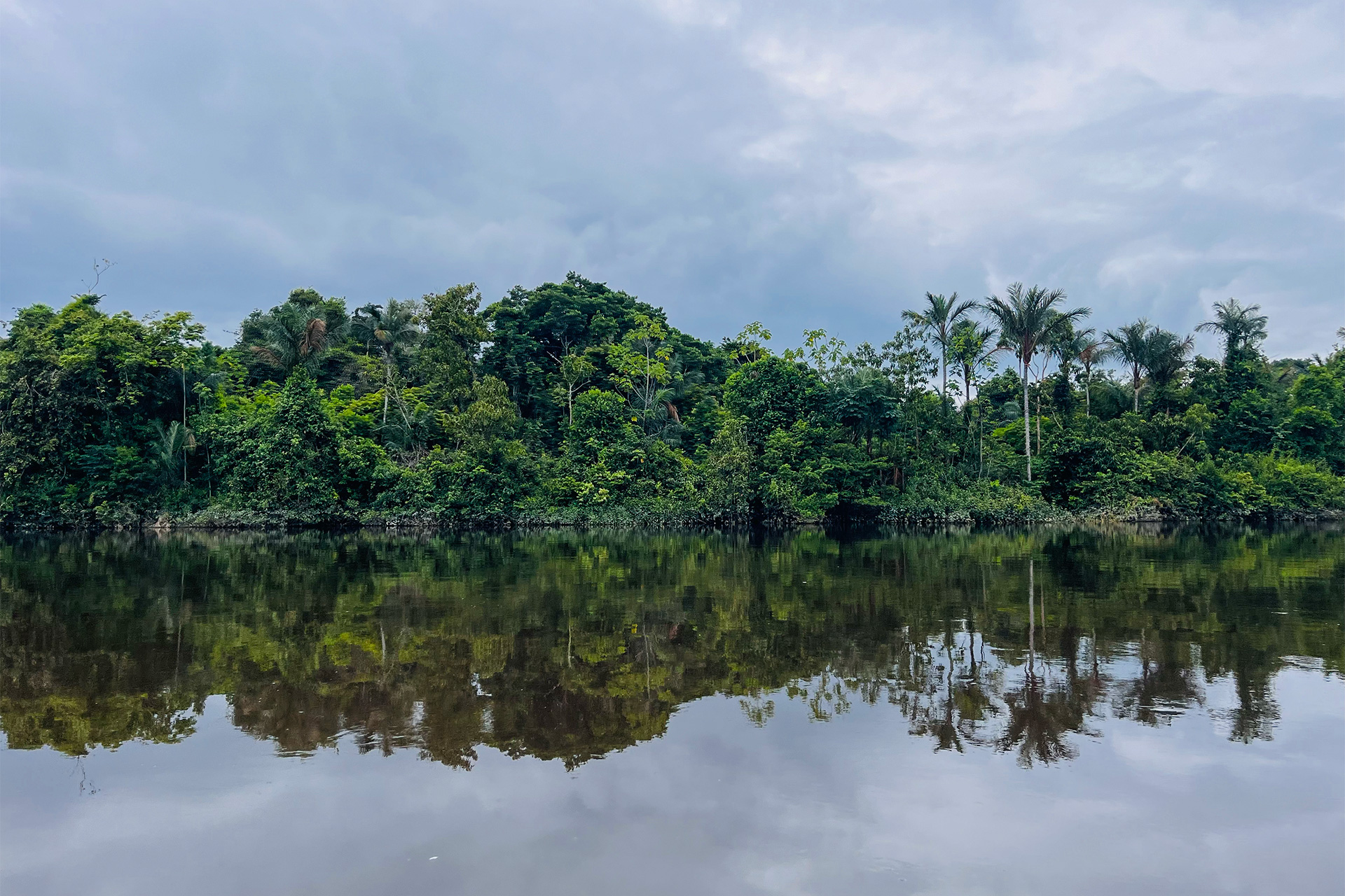 Ayahuasca Musuk